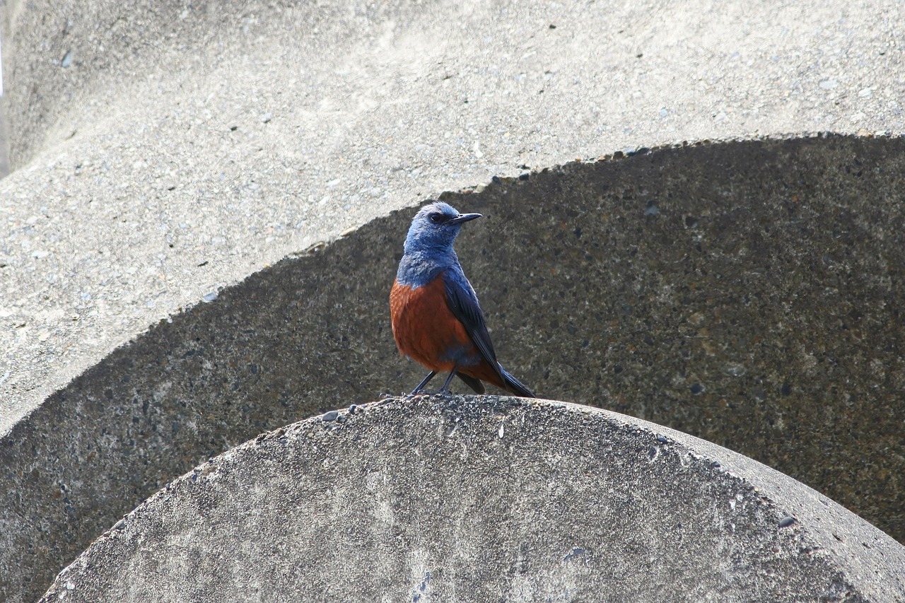 Image - animal beach wave off block