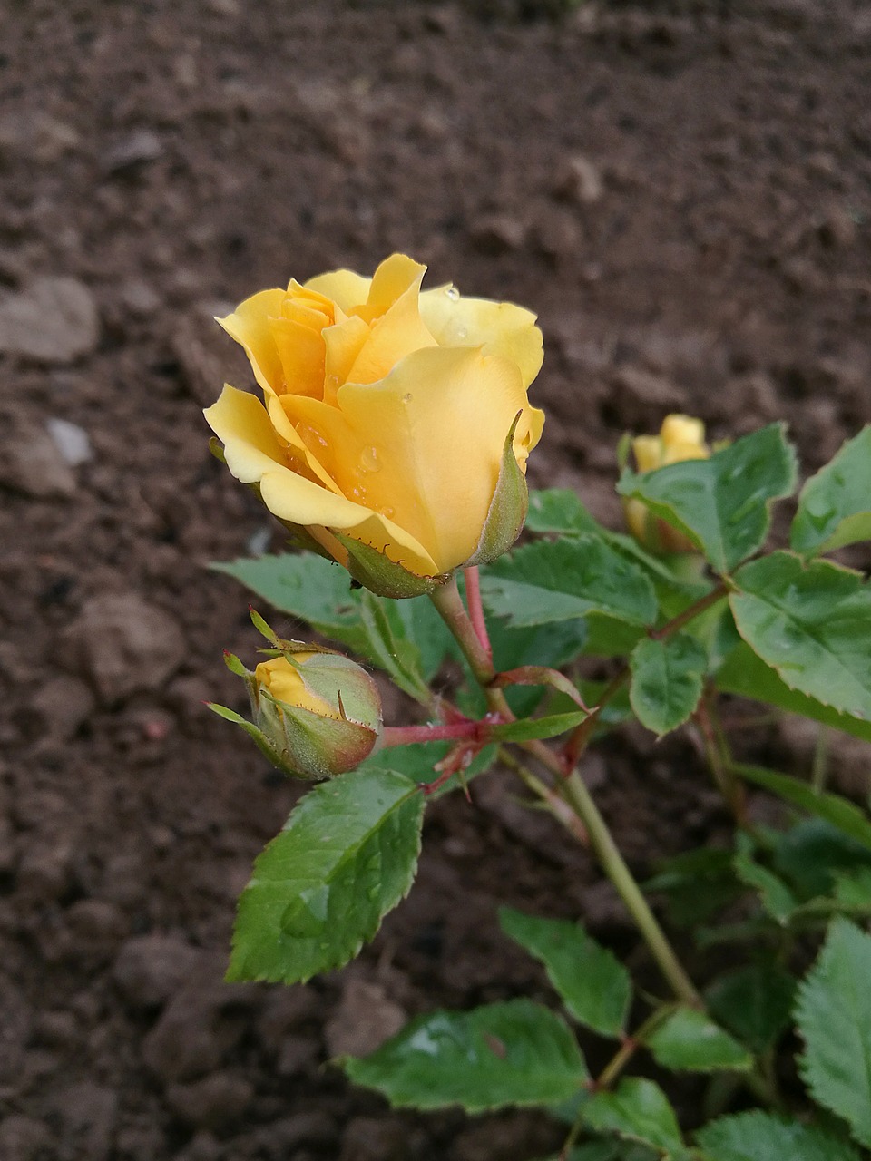 Image - flowers rose yellow rose flower