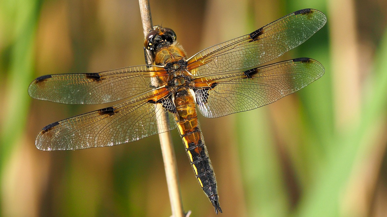 Image - nature insects dragonfly macro