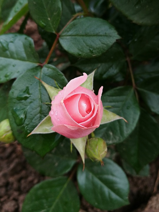 Image - rose summer garden flowers