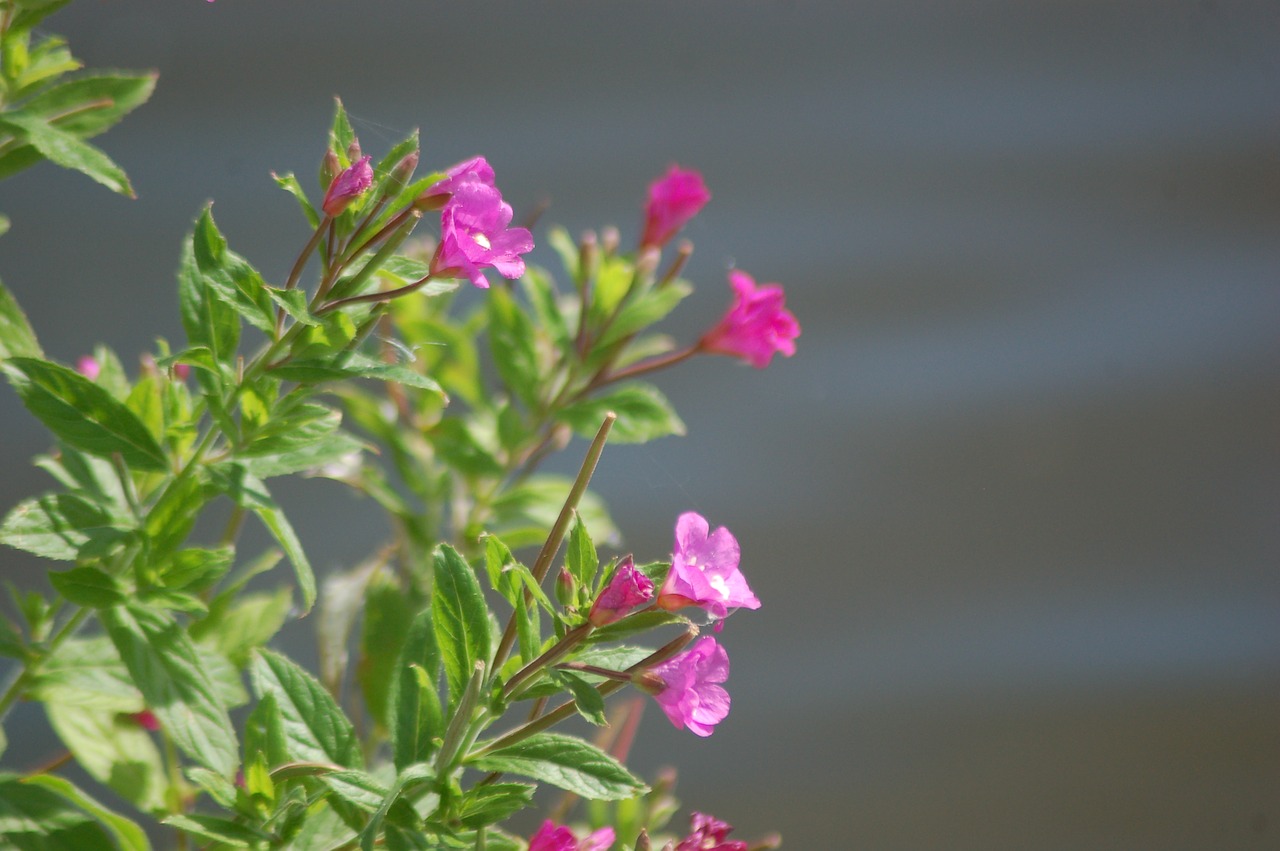 Image - fireweed flower spring