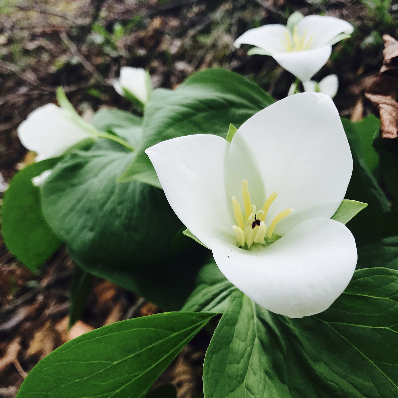 Image - the nano the trillium nobeyowaikusa