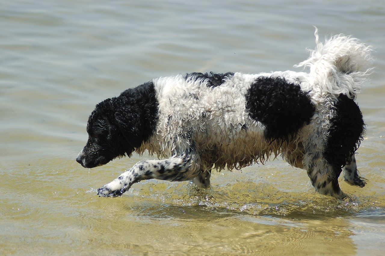 Image - wetterhoun dog water beach action