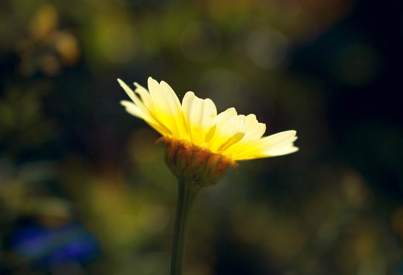 Image - flower summer nature summer flower