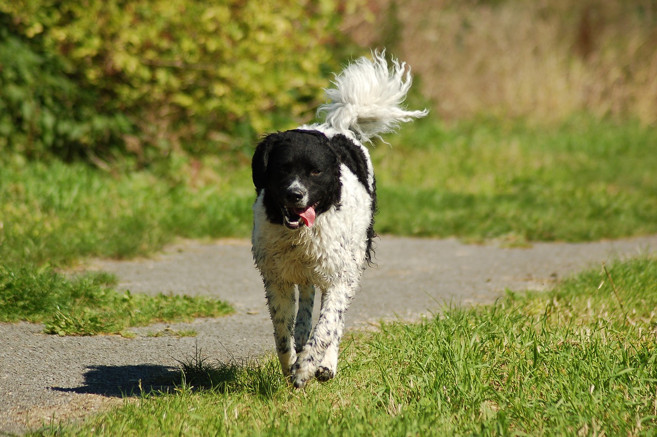 Image - wetterhoun spring play dog nature