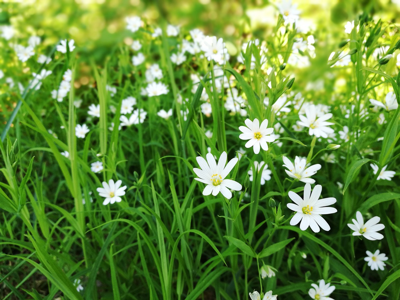 Image - summer sommar flower blomma white