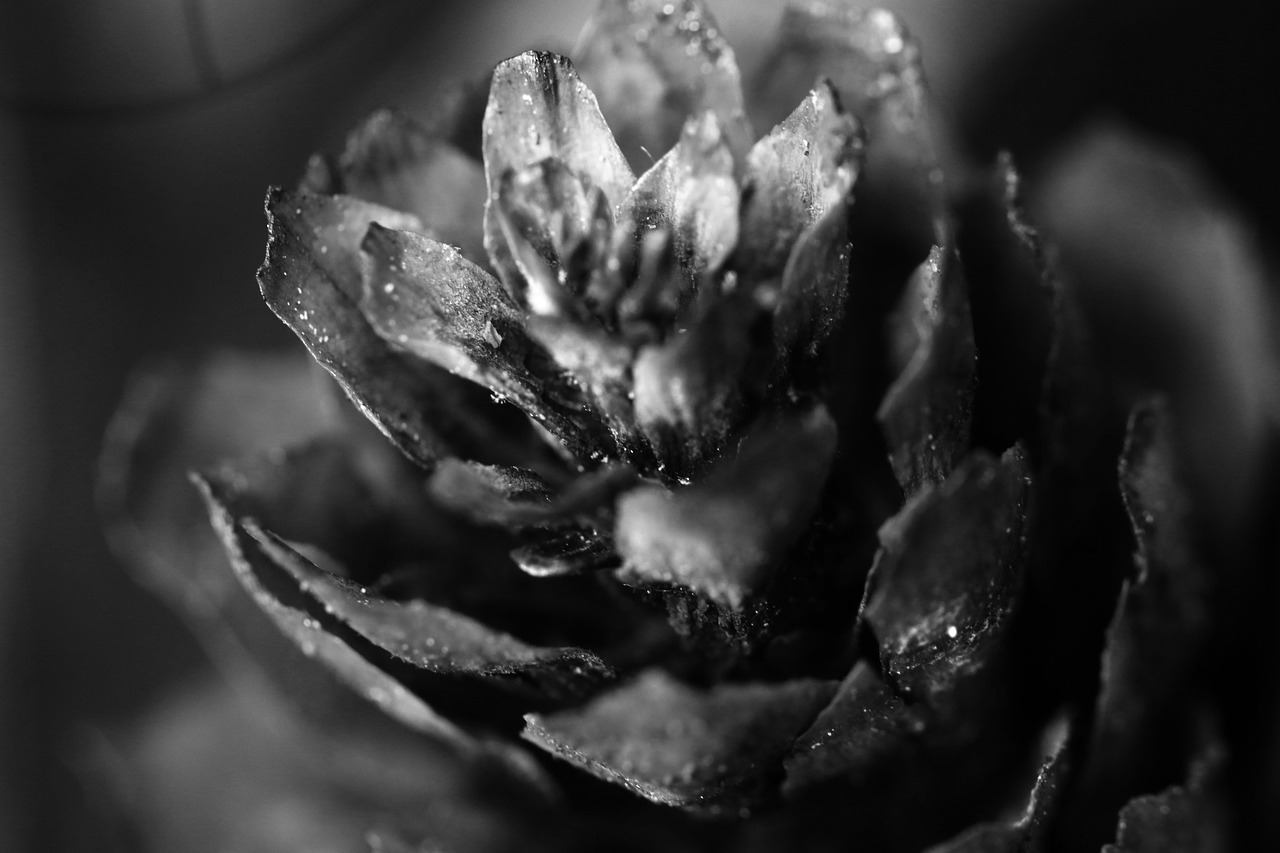 Image - pinecone macro nature