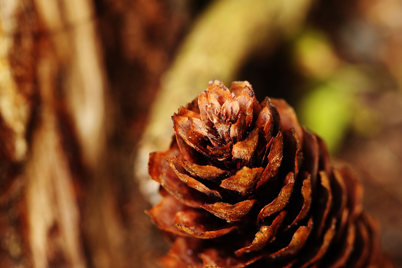 Image - pinecone macro nature