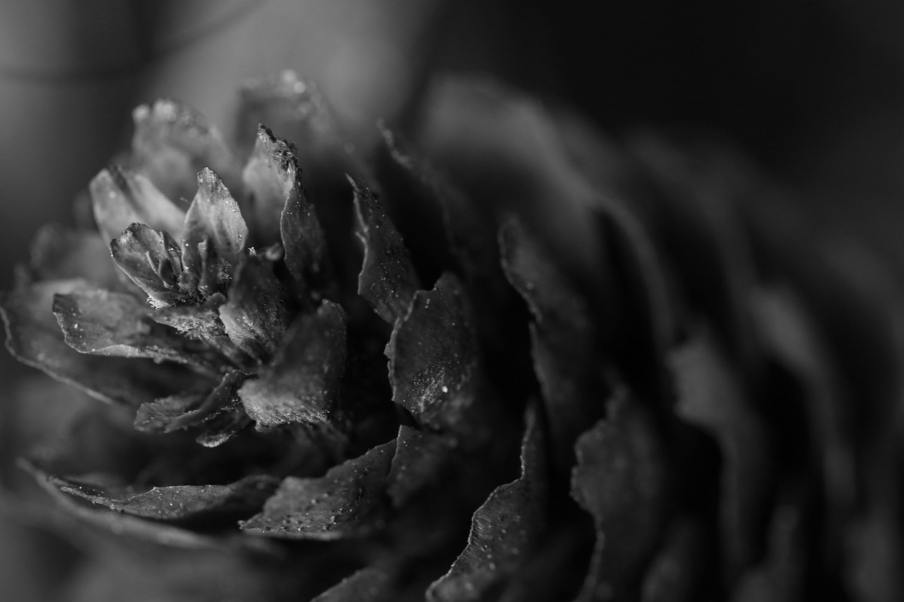 Image - pinecone macro nature