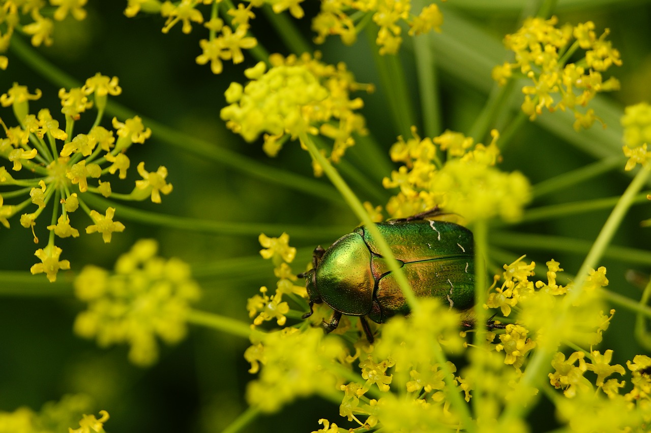 Image - worm insect the beetle macro