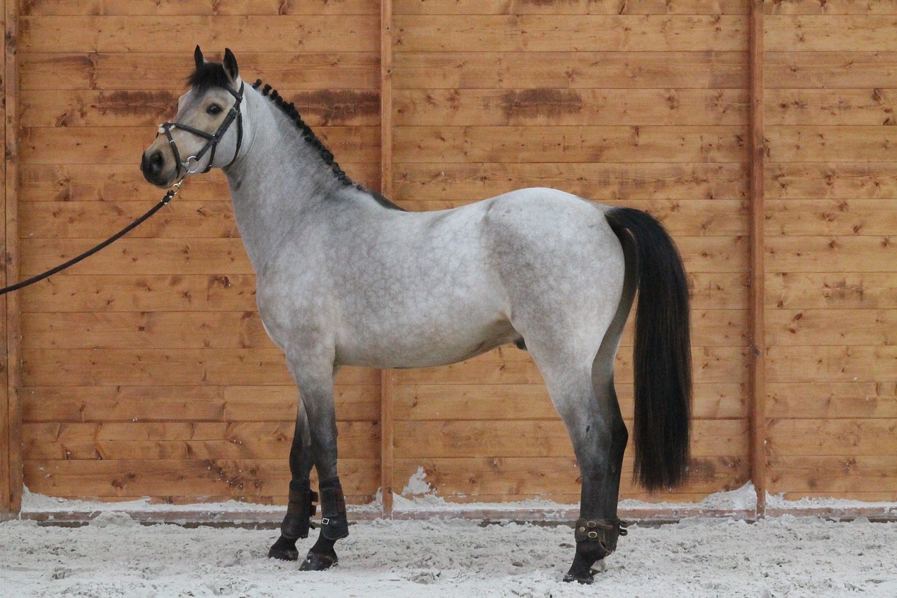 Image - pony horse standard animals
