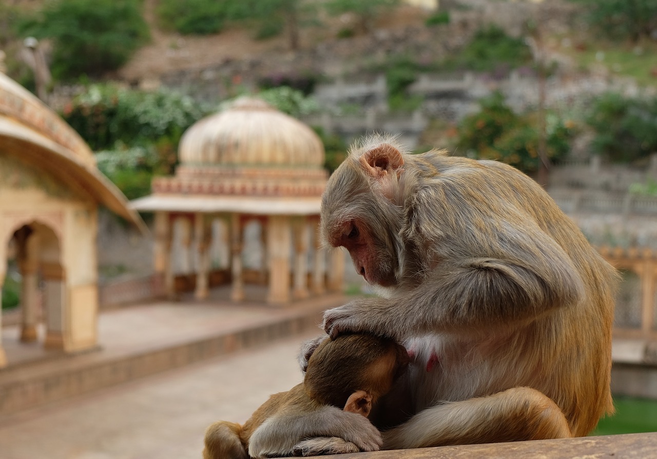 Image - monkeys temple india