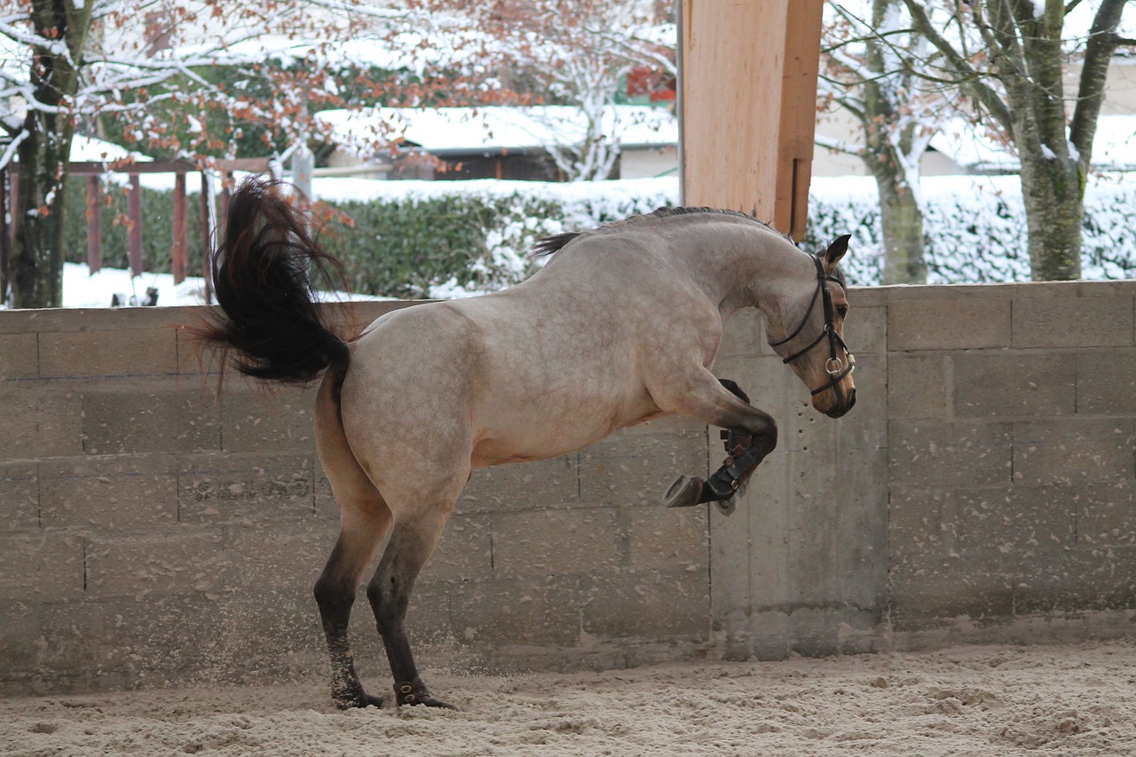 Image - pony horse standard animals