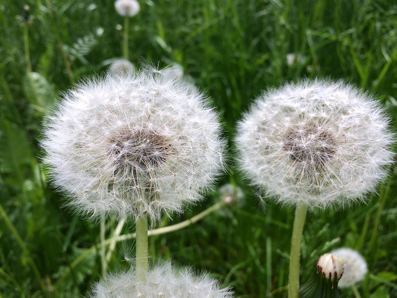 Image - dandelion dandelions nature summer