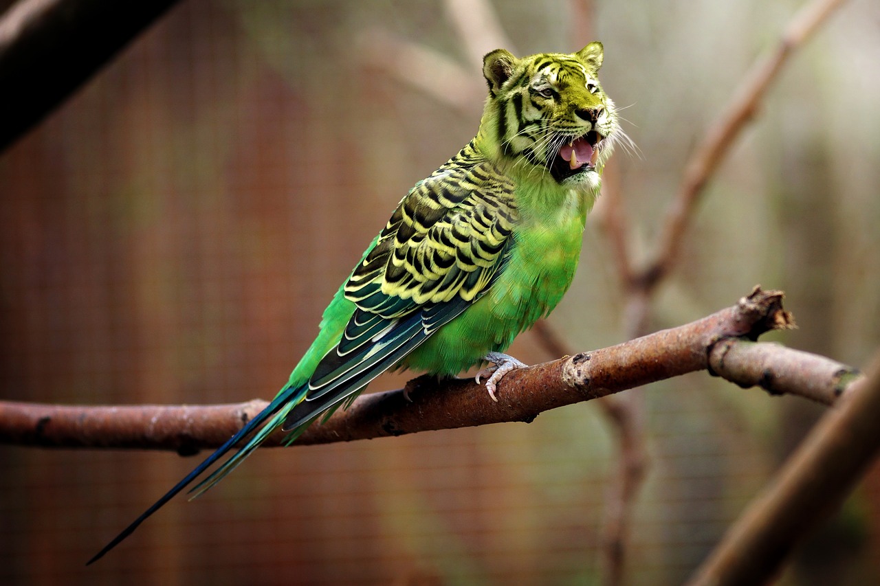 Image - tiger budgie tiger parakeet