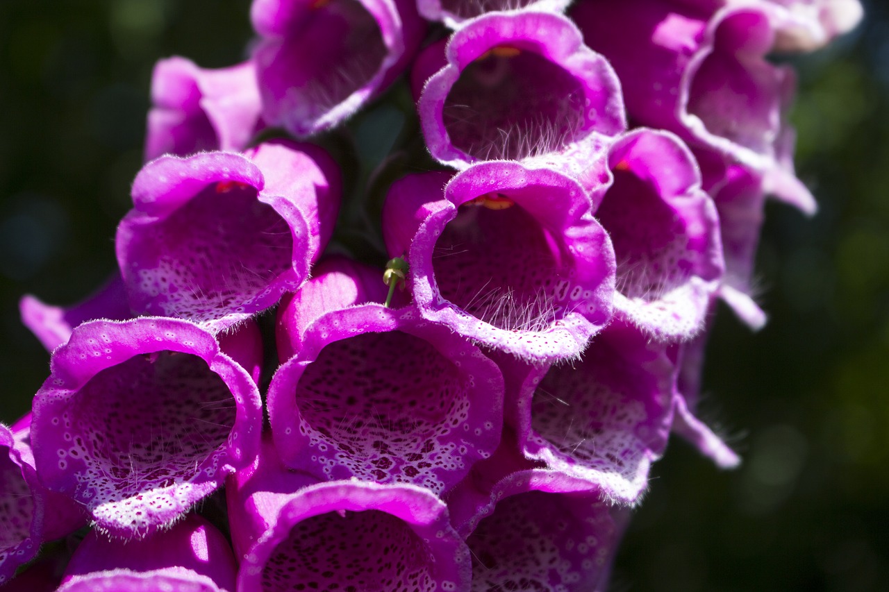 Image - thimble nature plant flowers close