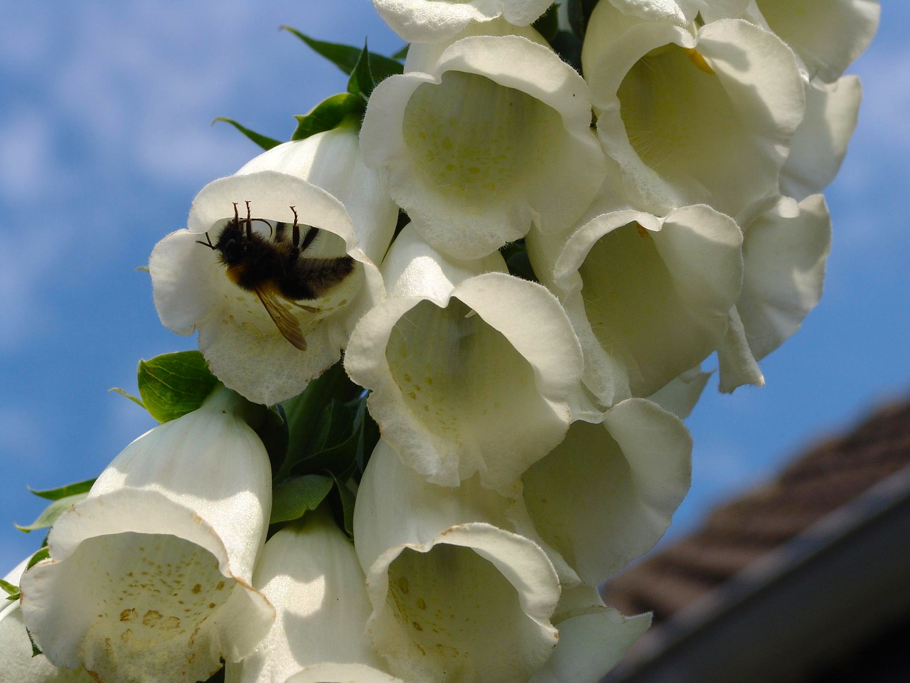 Image - thimble garden plant close nature