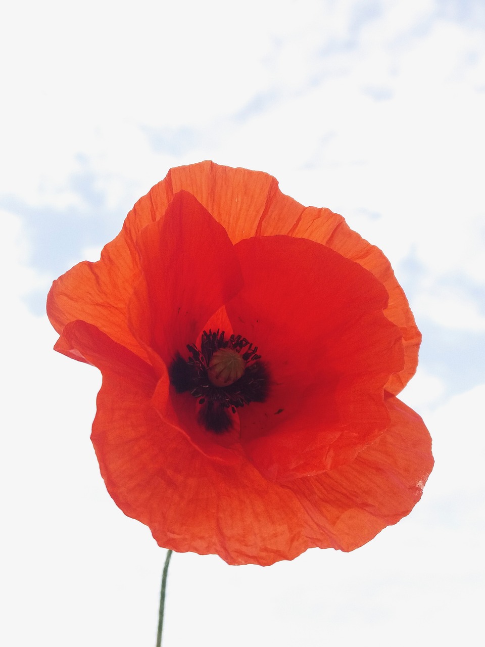 Image - poppy field summer wheat flower