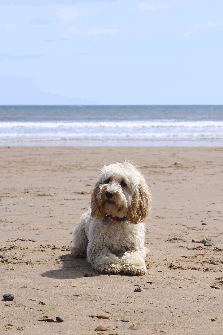 Image - beach dog ball cockapoo puppy