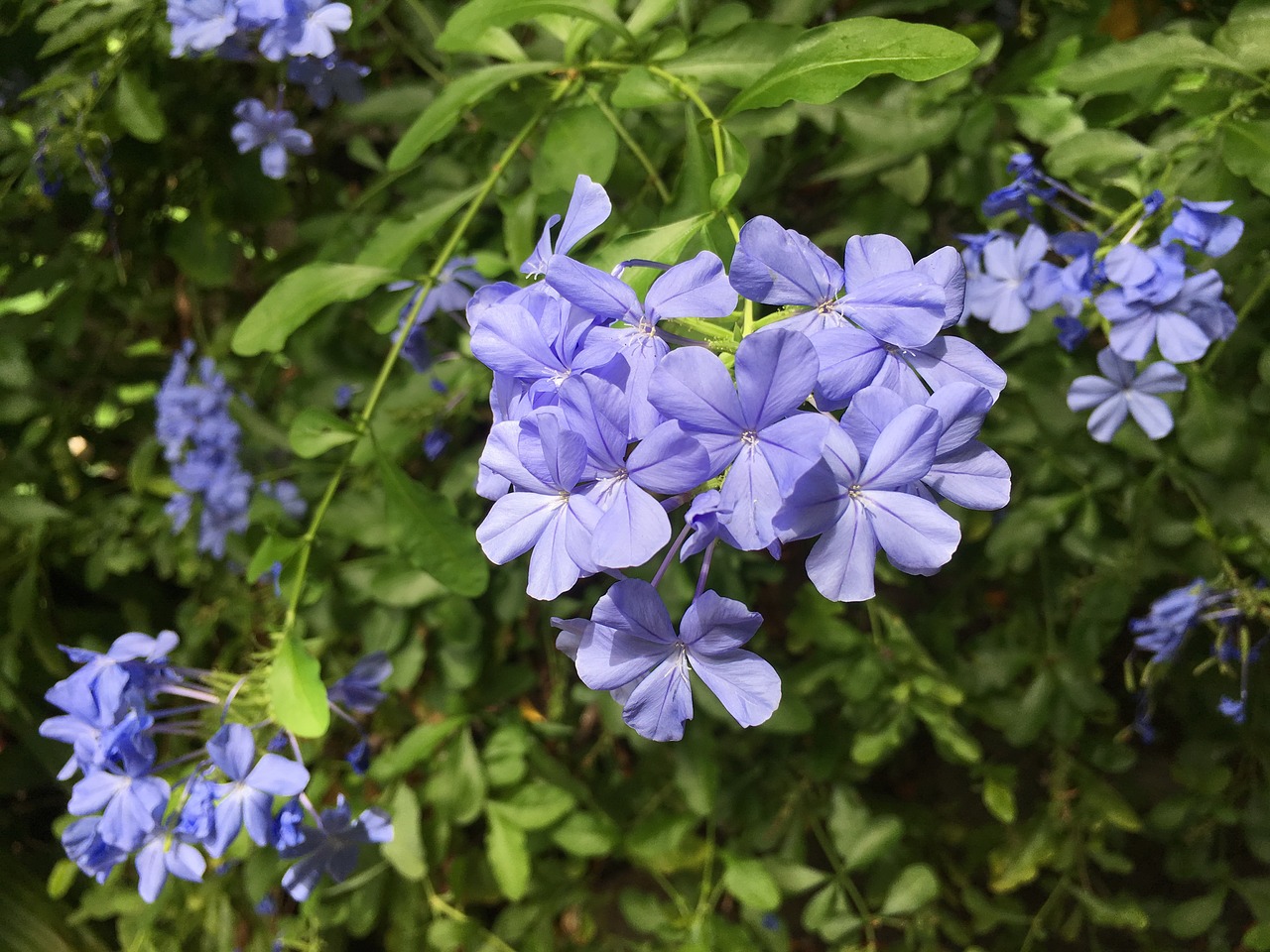 Image - blue small floral afternoon