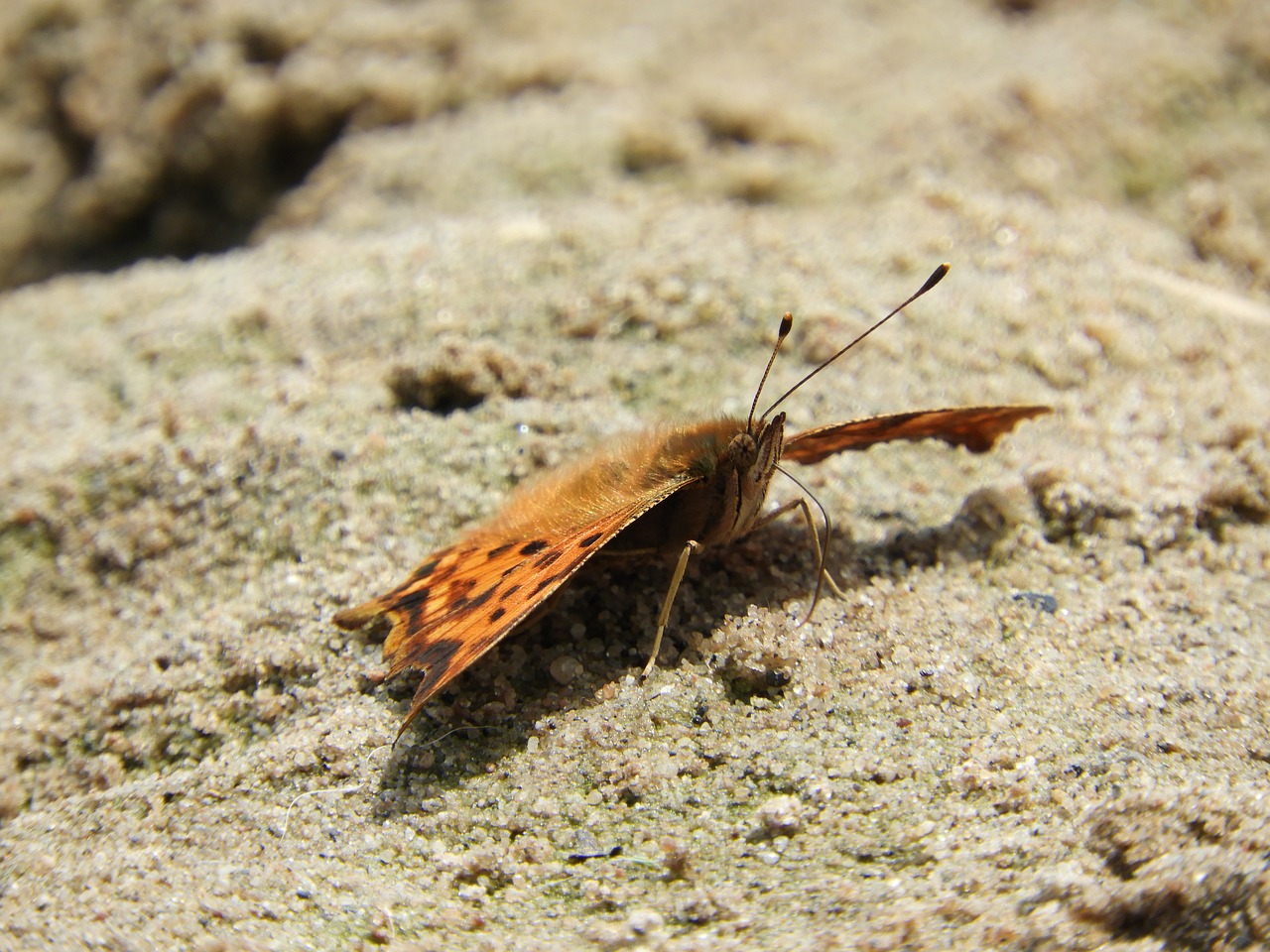 Image - butterfly sand beach insect