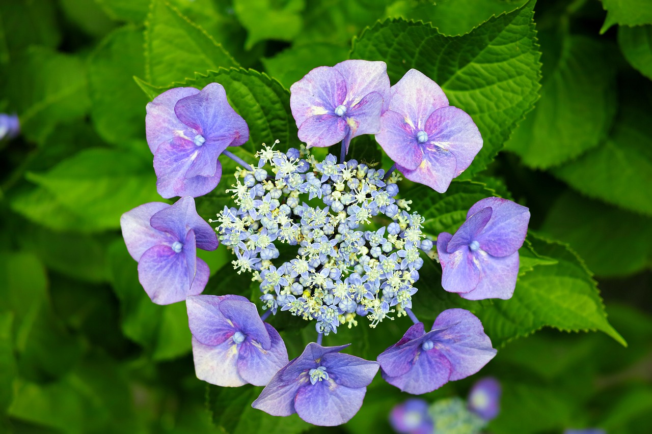 Image - hydrangea in the early summer japan