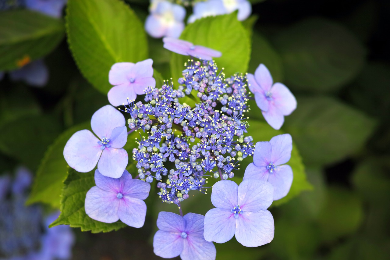 Image - hydrangea in the early summer japan