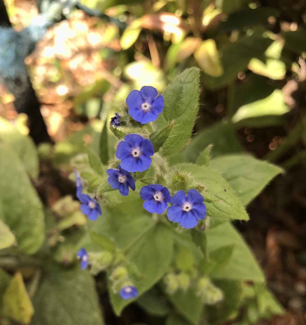 Image - blue flowers blue flowers botany