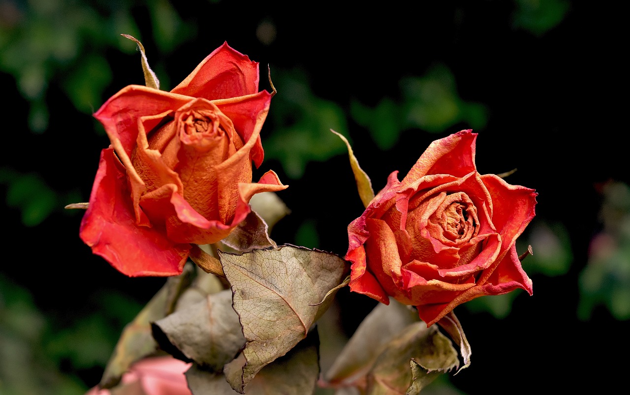Image - roses flowers dried red roses