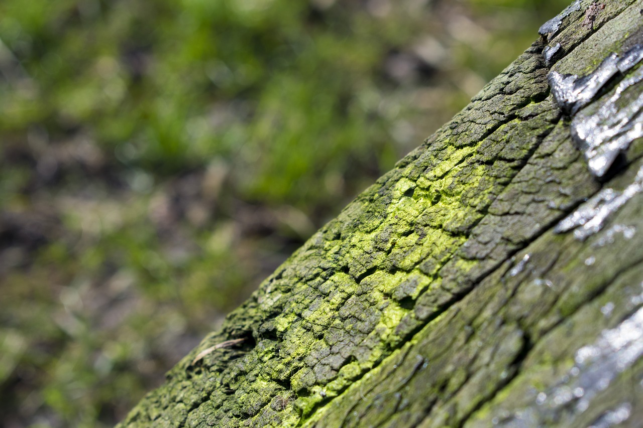 Image - tree bark moss nature forest wood