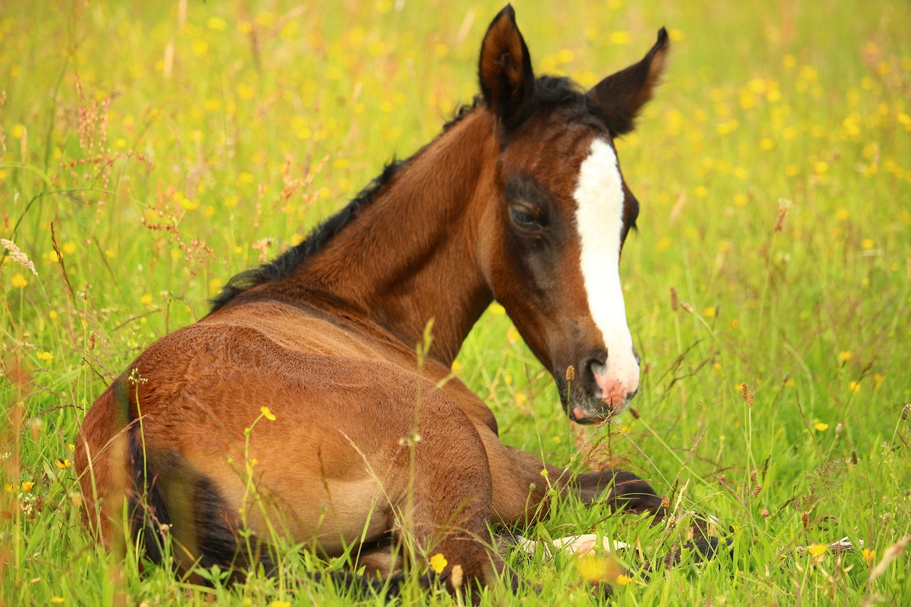 Image - foal horse brown pasture suckling