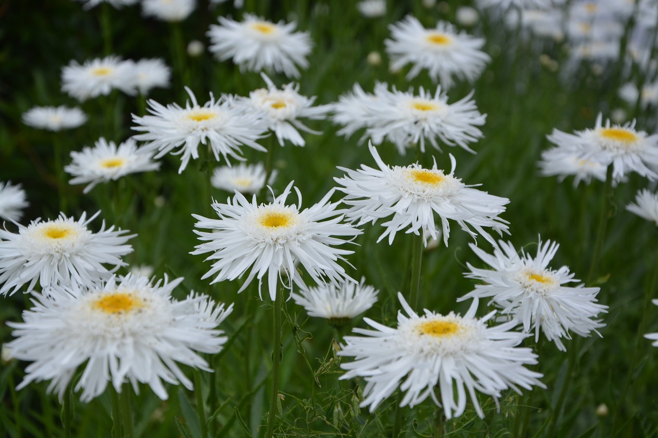 Image - flowers fails yellow nature spring