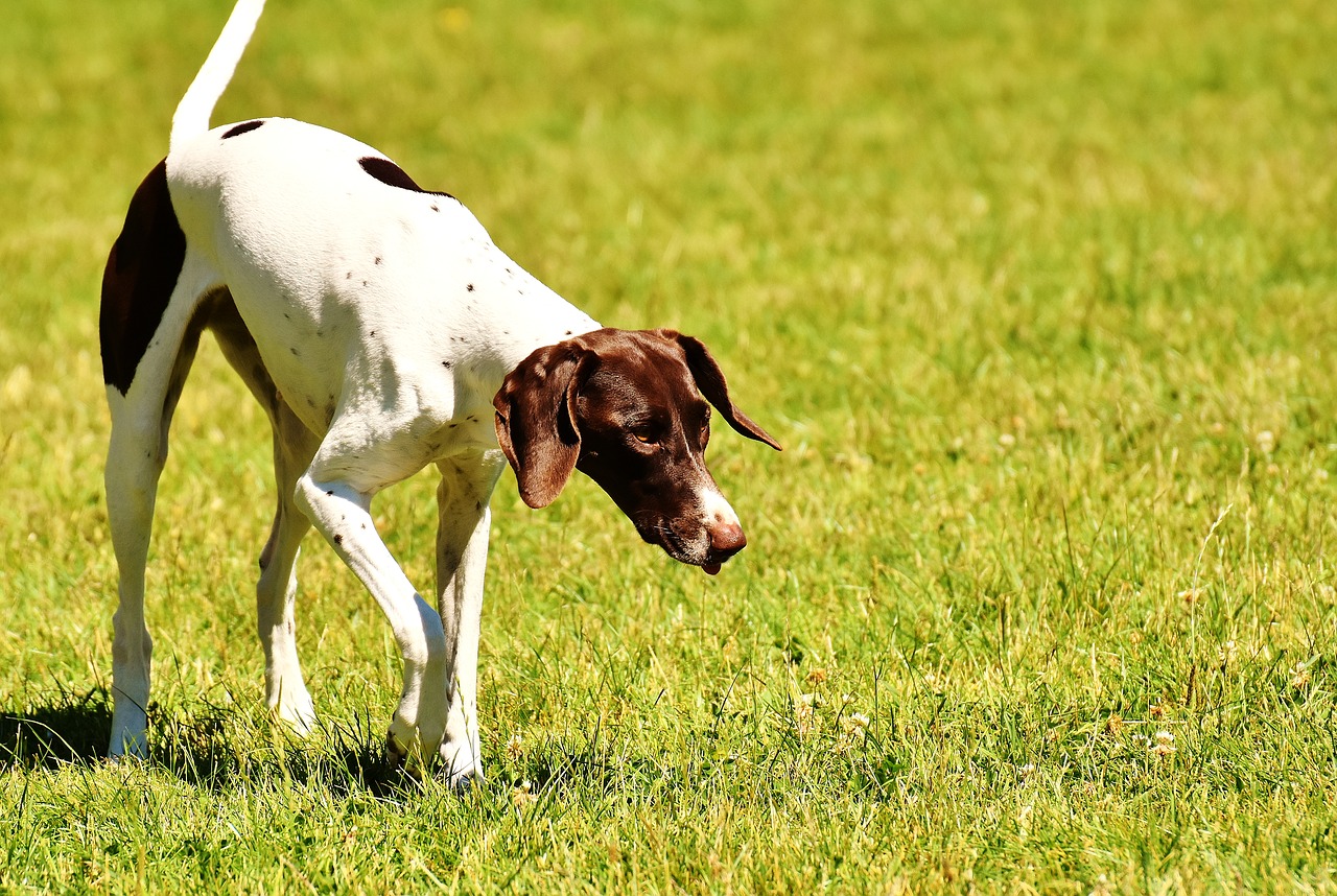 Image - dog play meadow left out race