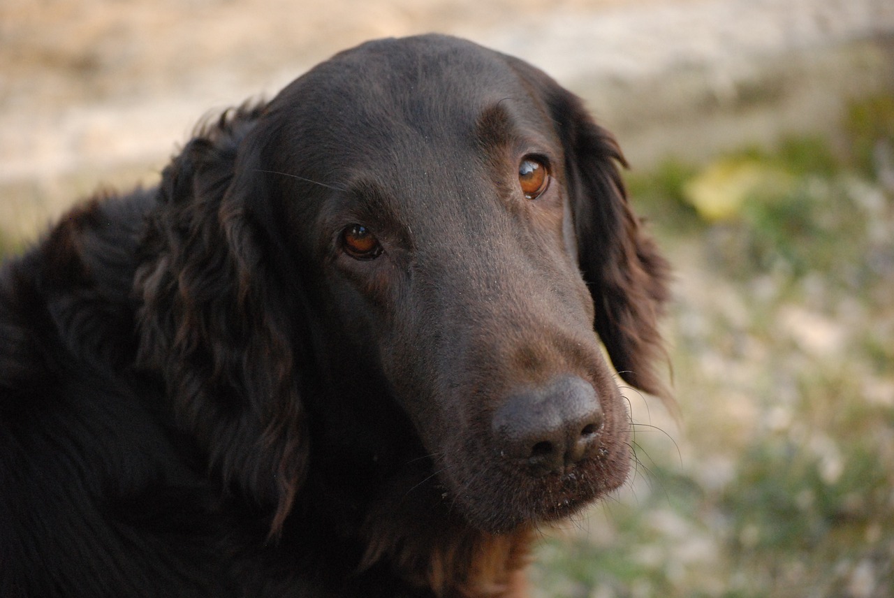 Image - dog domestic dog pet animal