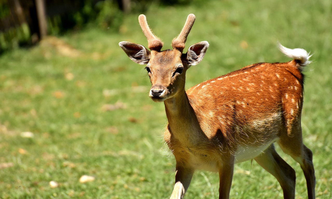 Image - red deer roe deer antler nature