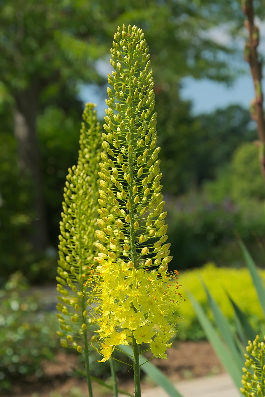 Image - steppe candle yellow flowers garden