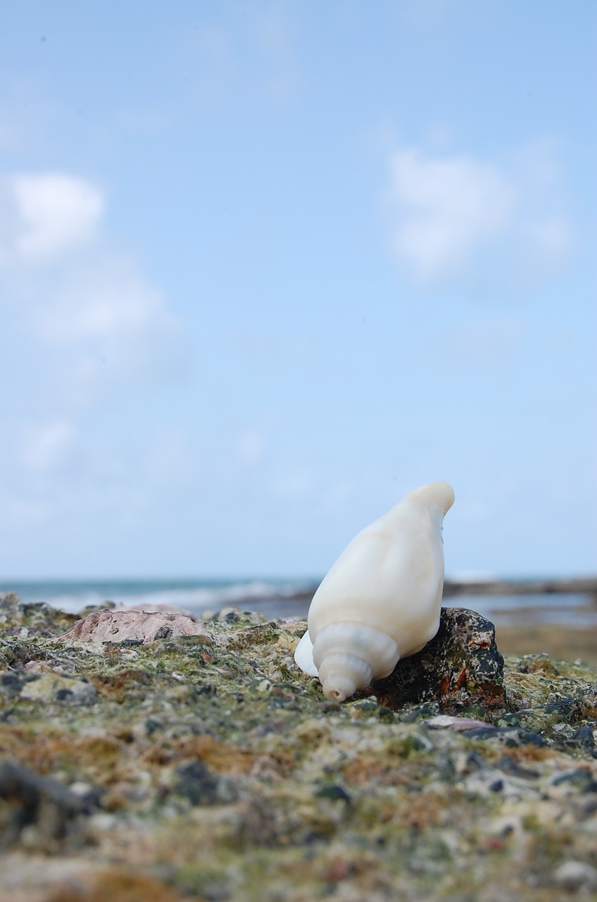 Image - natuna sea shells