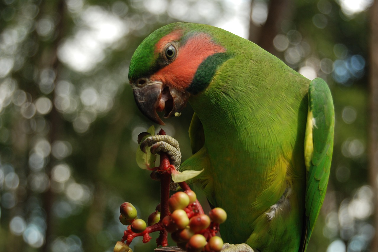 Image - birds of typical cateches of natuna