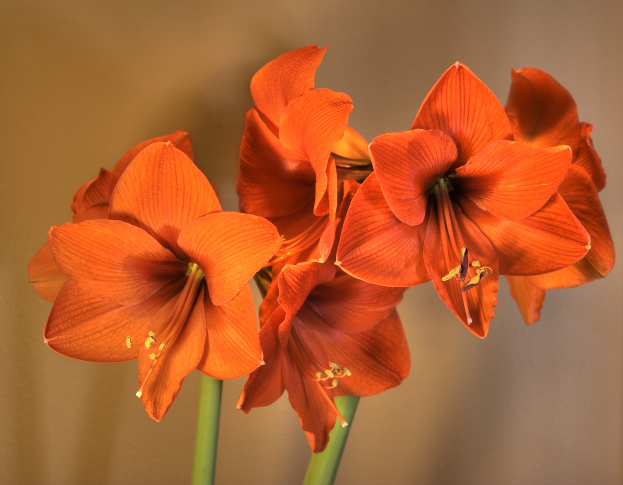 Image - floral amaryllis orange bloom