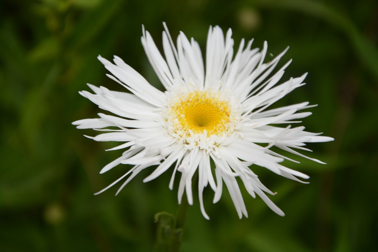 Image - marguerite flower petals nature