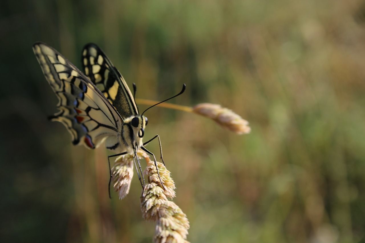 Image - butterfly drexel summer fly insect