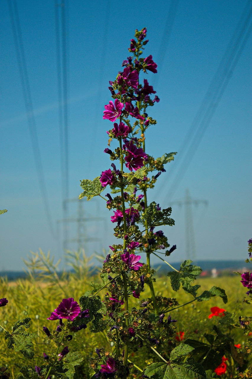 Image - flowers landscape field mood color