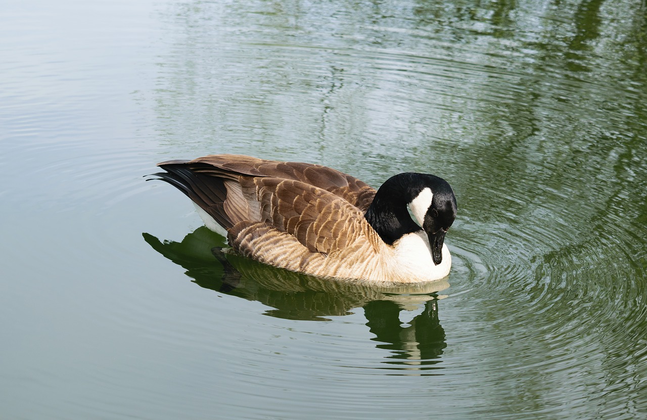 Image - bird pond water lake nature goose