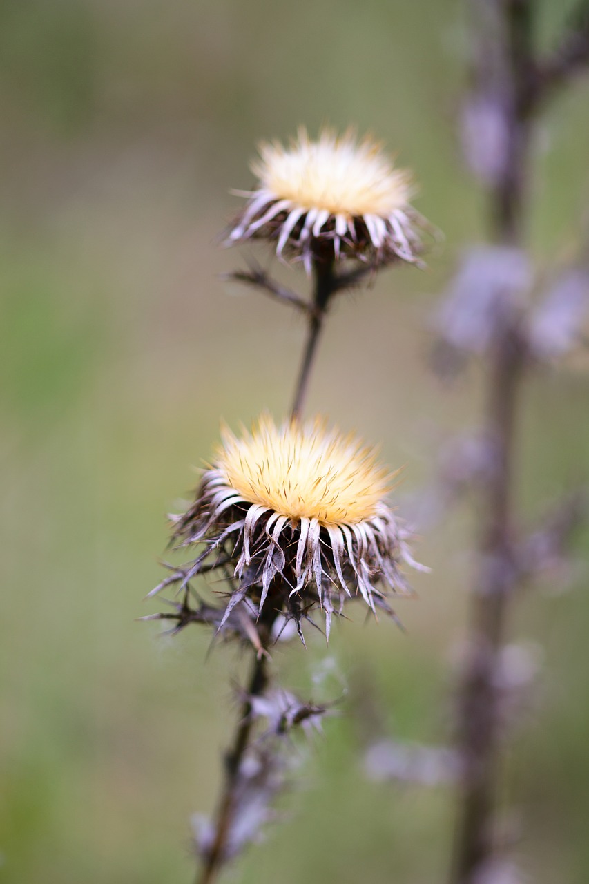 Image - nature dandelion plant green