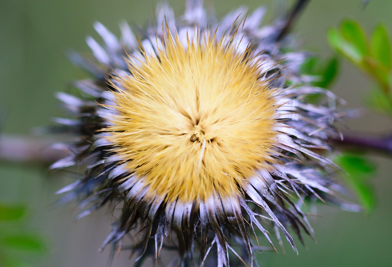 Image - nature dandelion plant green