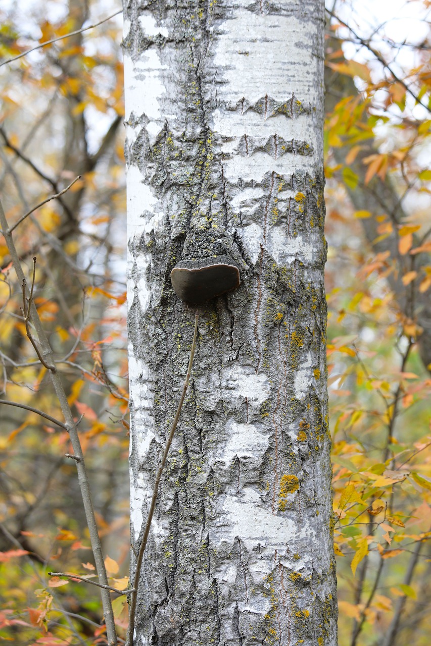 Image - birch birch tree trunk color leaf