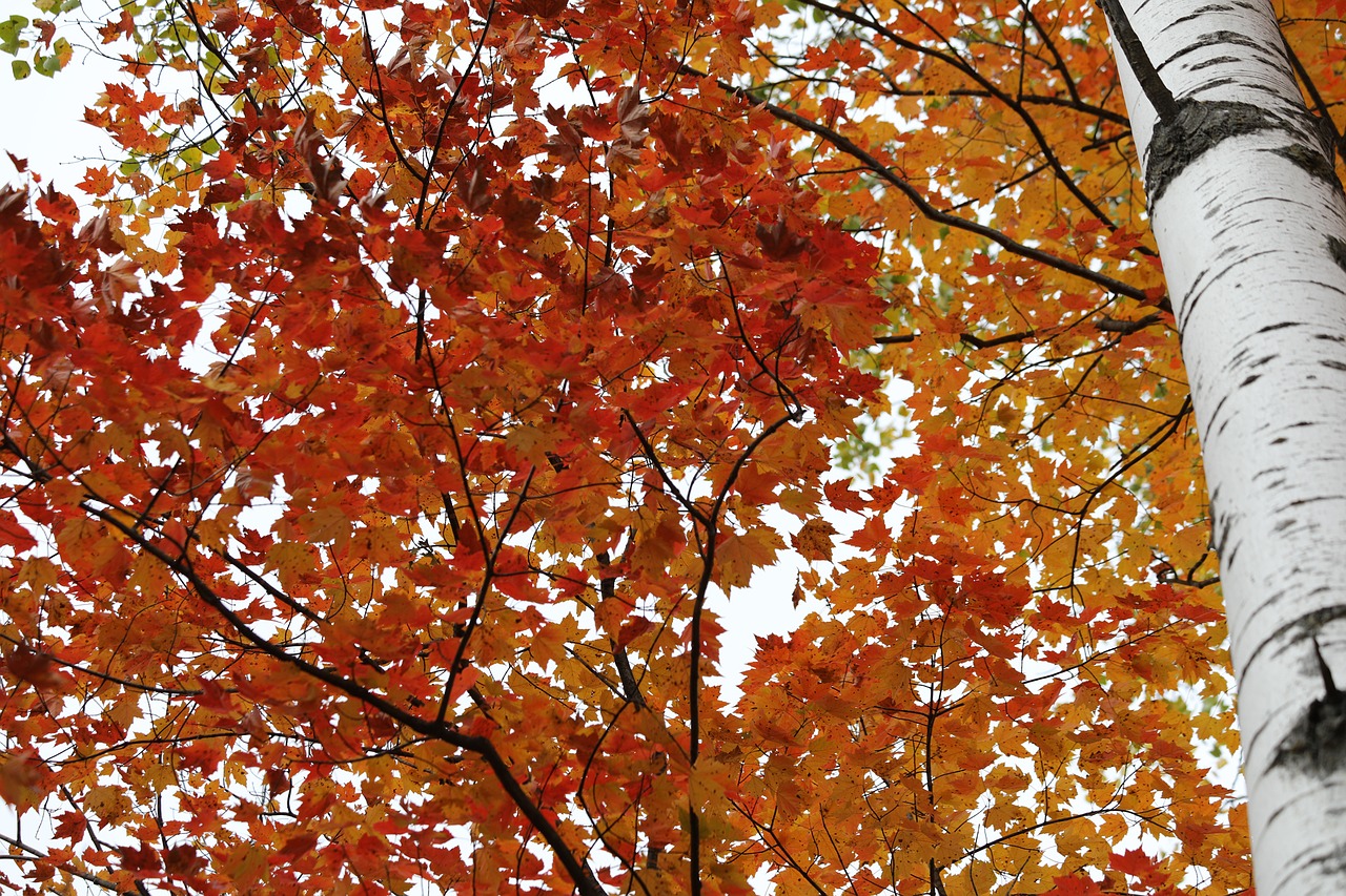 Image - birch birch tree color leaf autumn