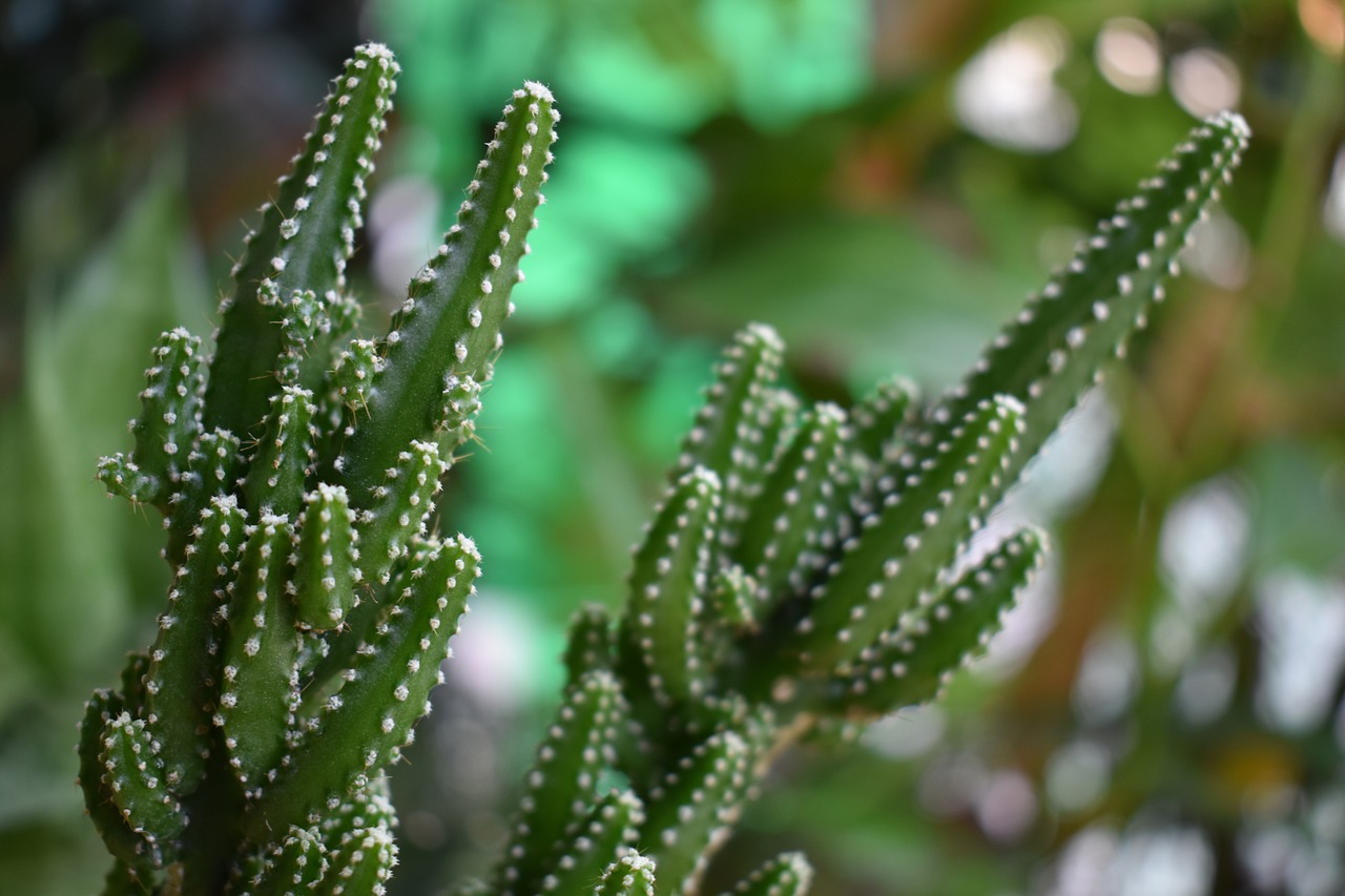 Image - minicestus cestus tree