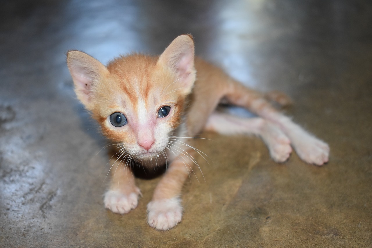 Image - kitten pathetic cat tiger stripes