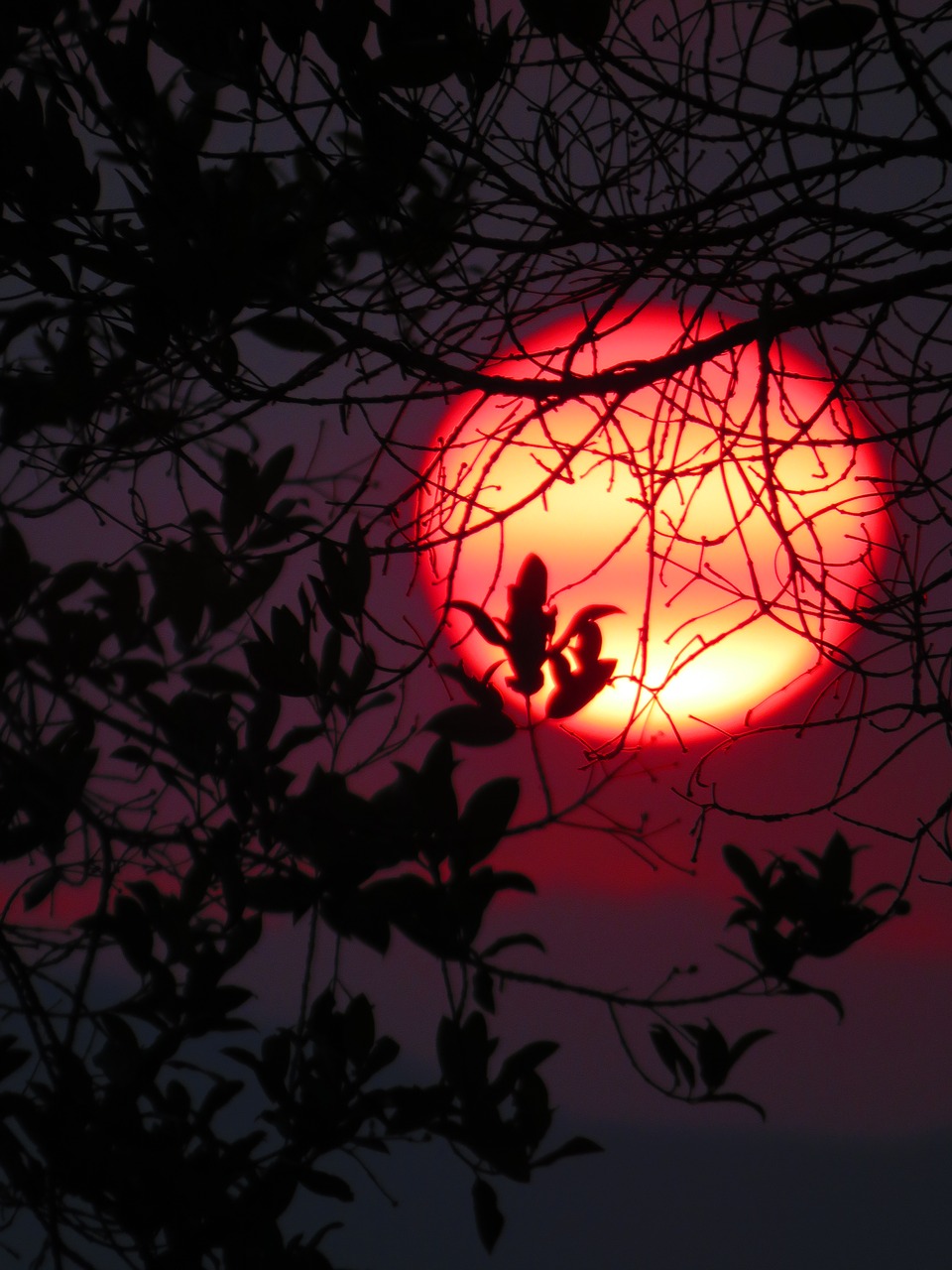 Image - sunset tree field nature sky